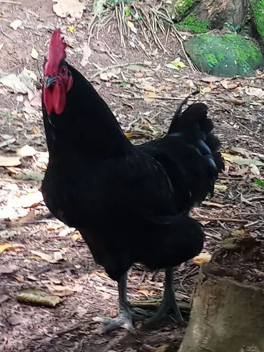 Gigante Negro de Jersey - Foto 5