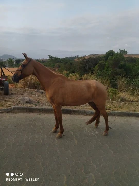 Vendo uma egua baia e um cavalo pampa castrado .... - Foto 6