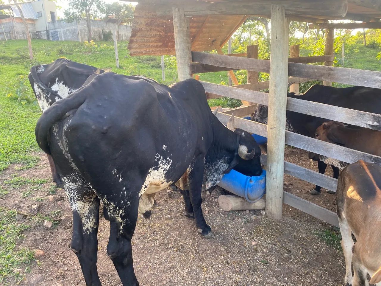 Vende se um BOI para vender hoje? - Foto 2