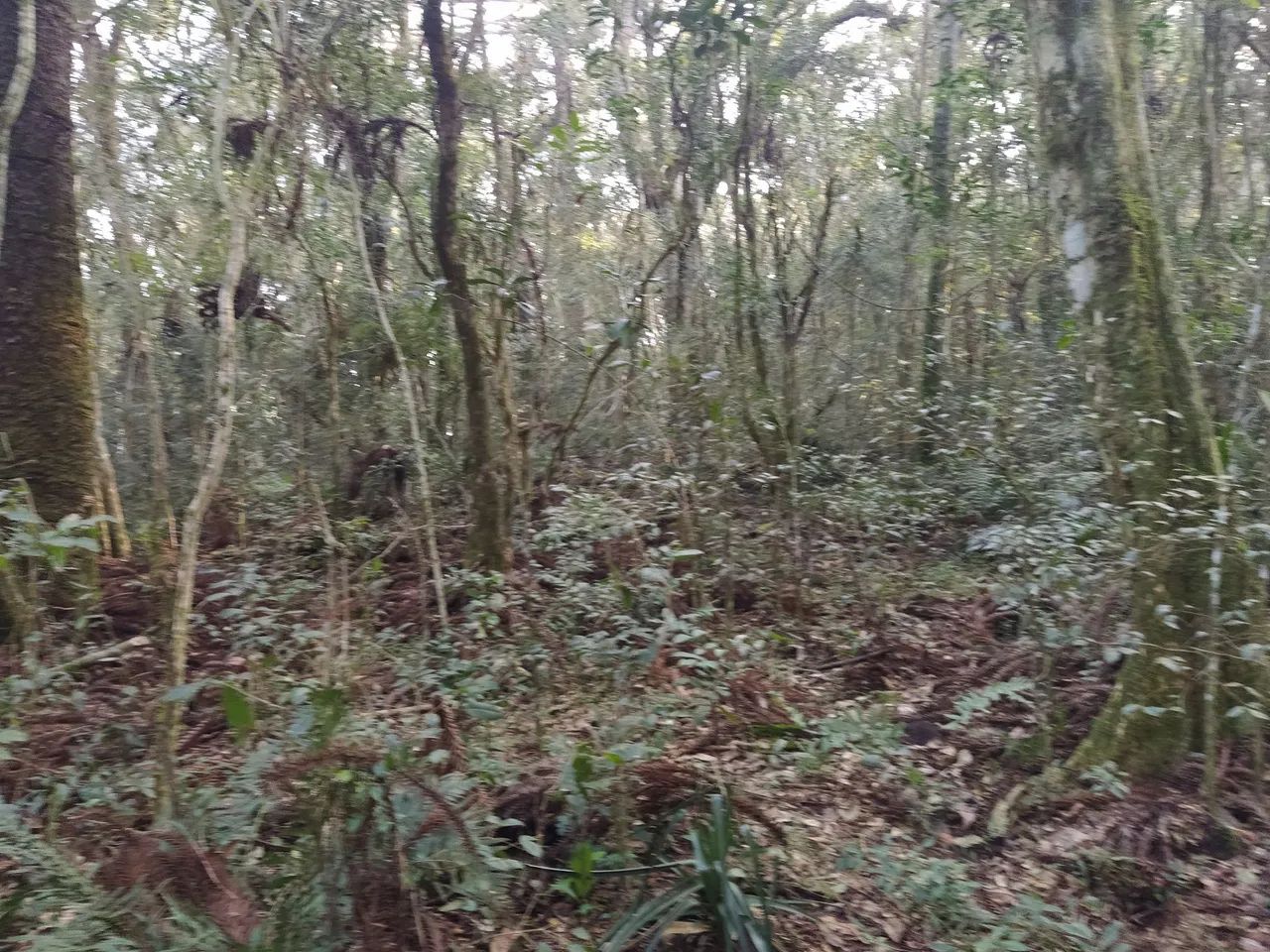 Sítio , Pangaré VELHO  - Foto 5