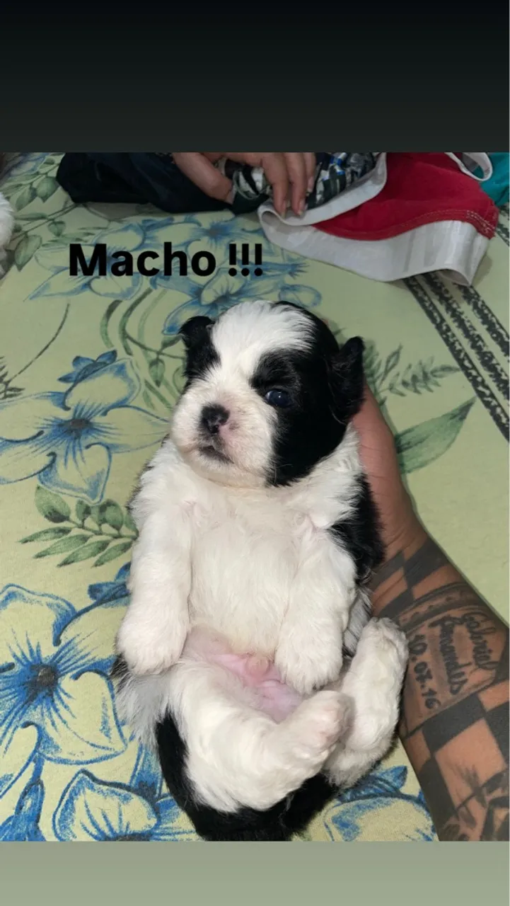 Filhote Shih Tzu Macho - Pelúcia de Patas!