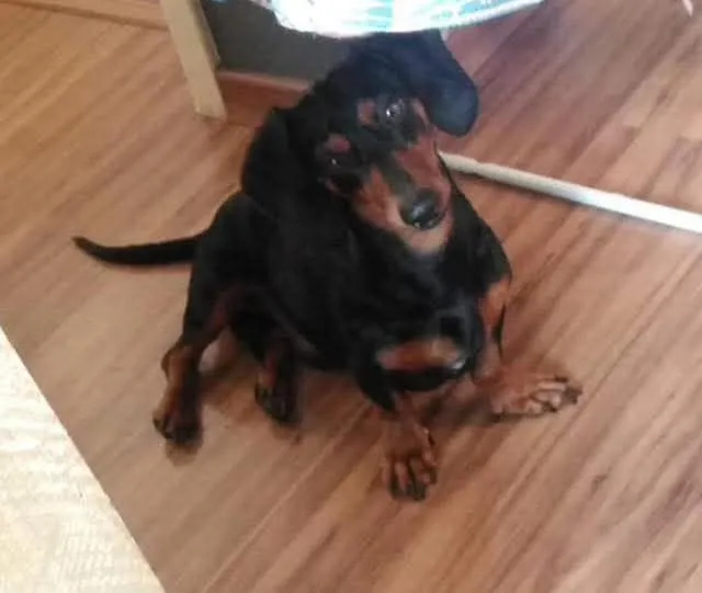 Dachshund de 1ano e 6 meses