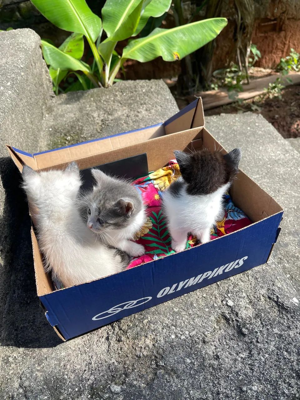 Doação de gatos  - Foto 3