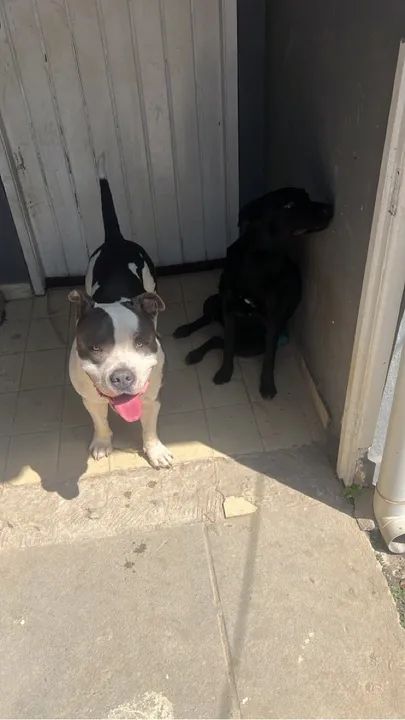 American Bully macho e vira lata fêmea  - Foto 2