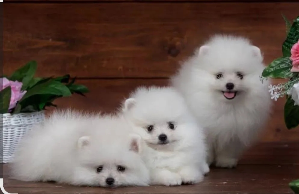 Filhotes de Spitz Alemão - lulu da Pomerânia.
