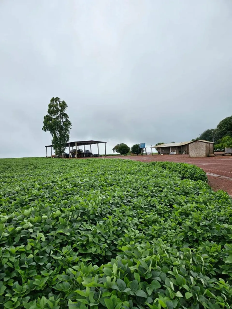 Fazenda de arrendamento 1.200hec em Rosário do oeste MT.