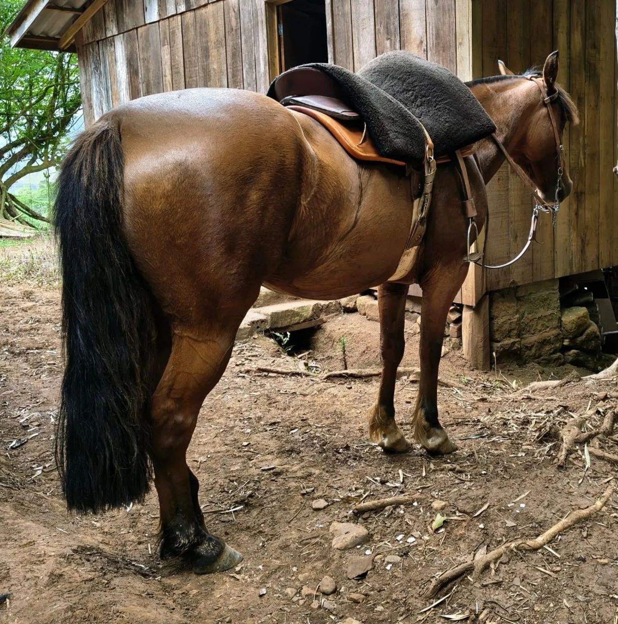 Égua crioula - Foto 3