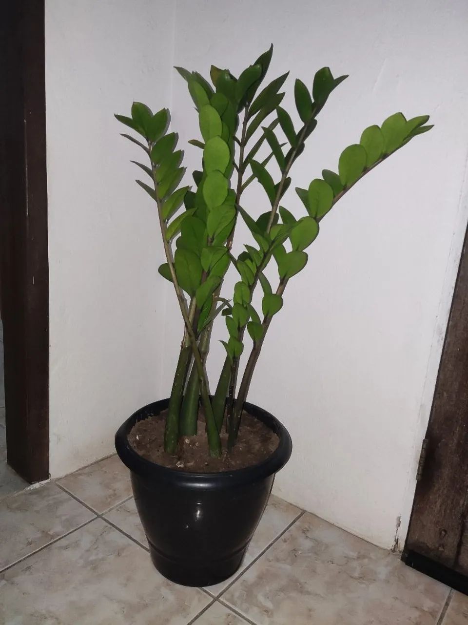 Planta Zamioculcas Zamiifolia - Foto 4