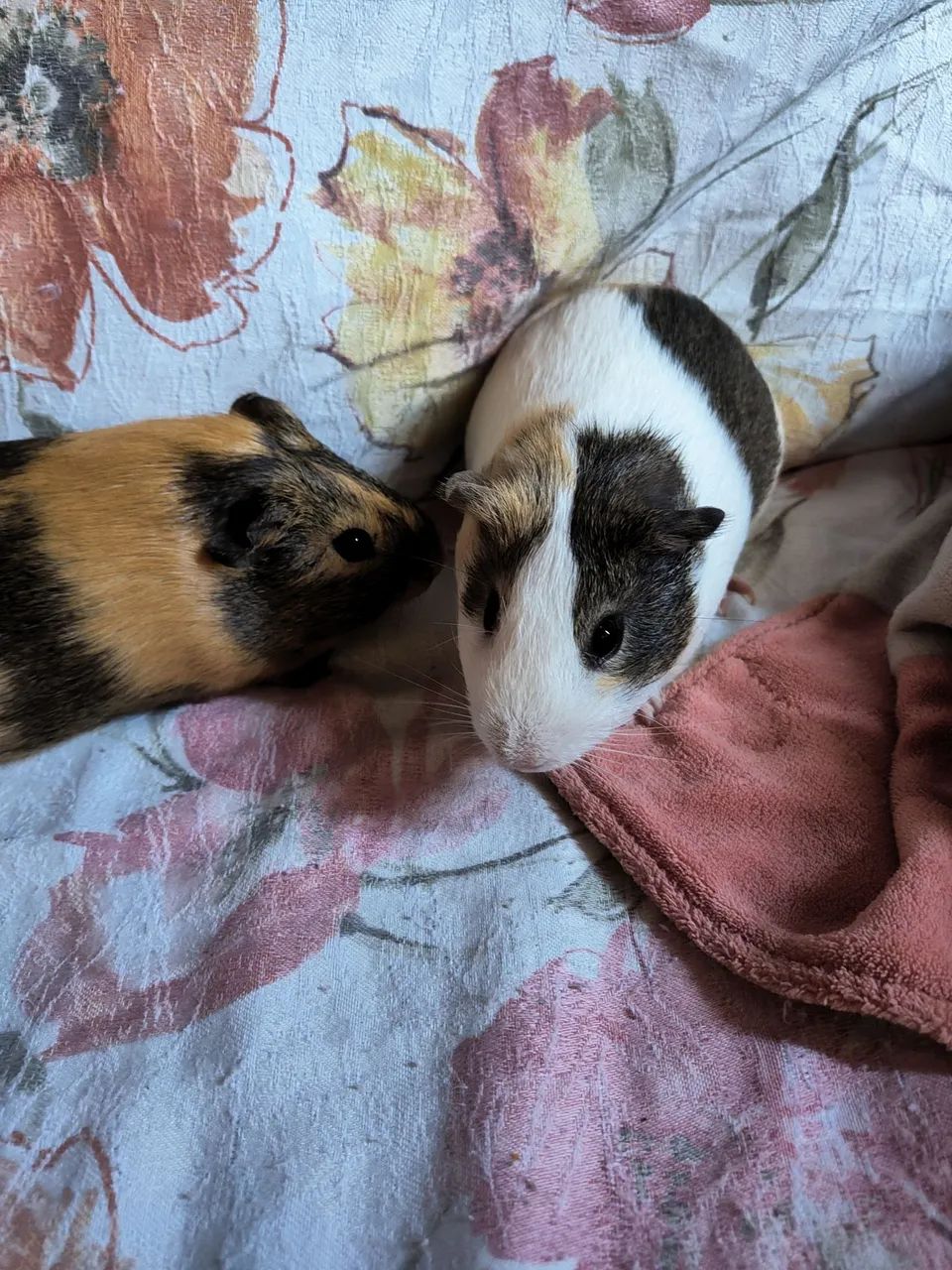 Dois porquinhos da índia machos fofinhos para adoção