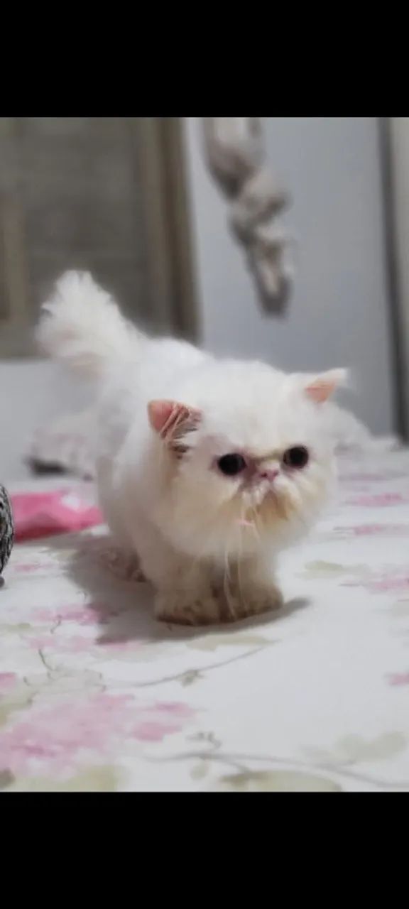 Gato persa olhos ímpares  .  - Foto 2