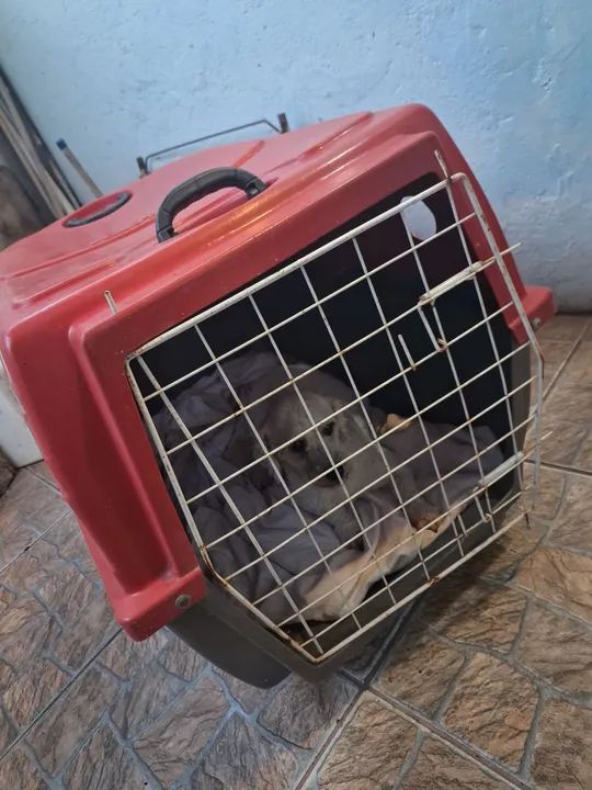 Casa cachorro ou gato  - Foto 4