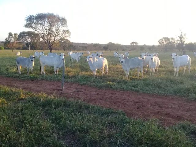 Fazenda de 117 Alq em Inocencia MS - Foto 5