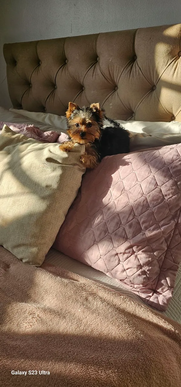 Filhote de Yorkshire Terrier para adoção