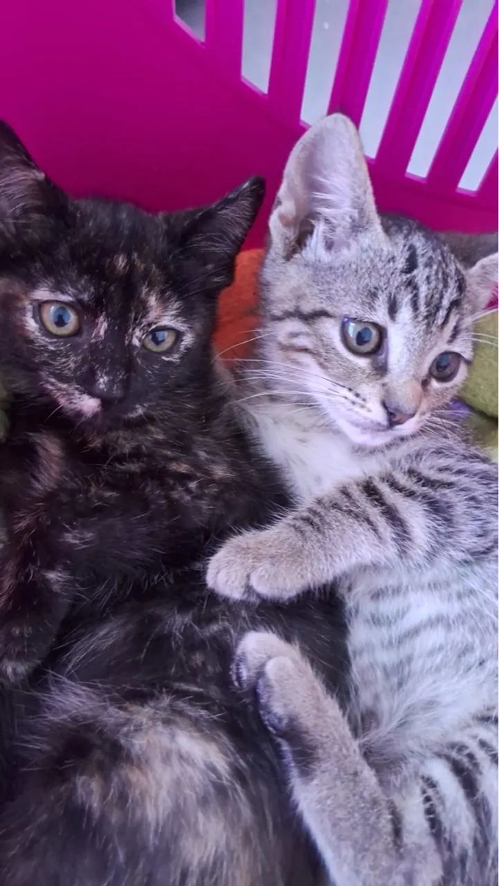 Doa-se 2 fêmeas apenas lares seguros com telas sem acesso à rua