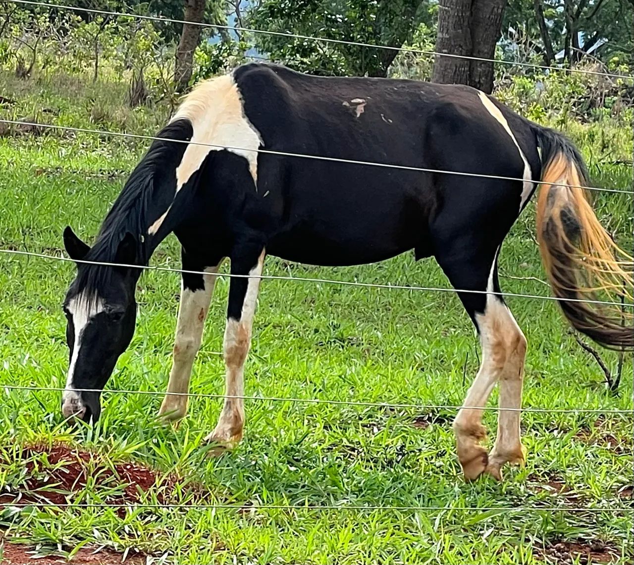 Cavalo Pampa 4 anos - Foto 3
