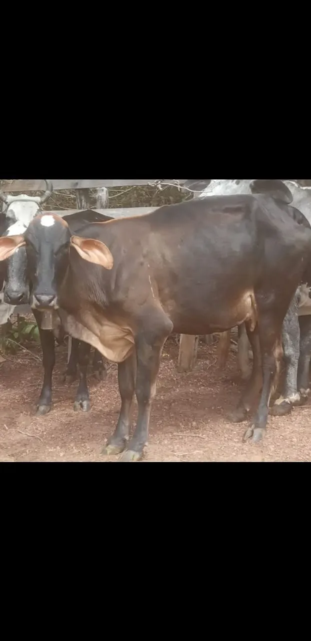 Vaca leiteira