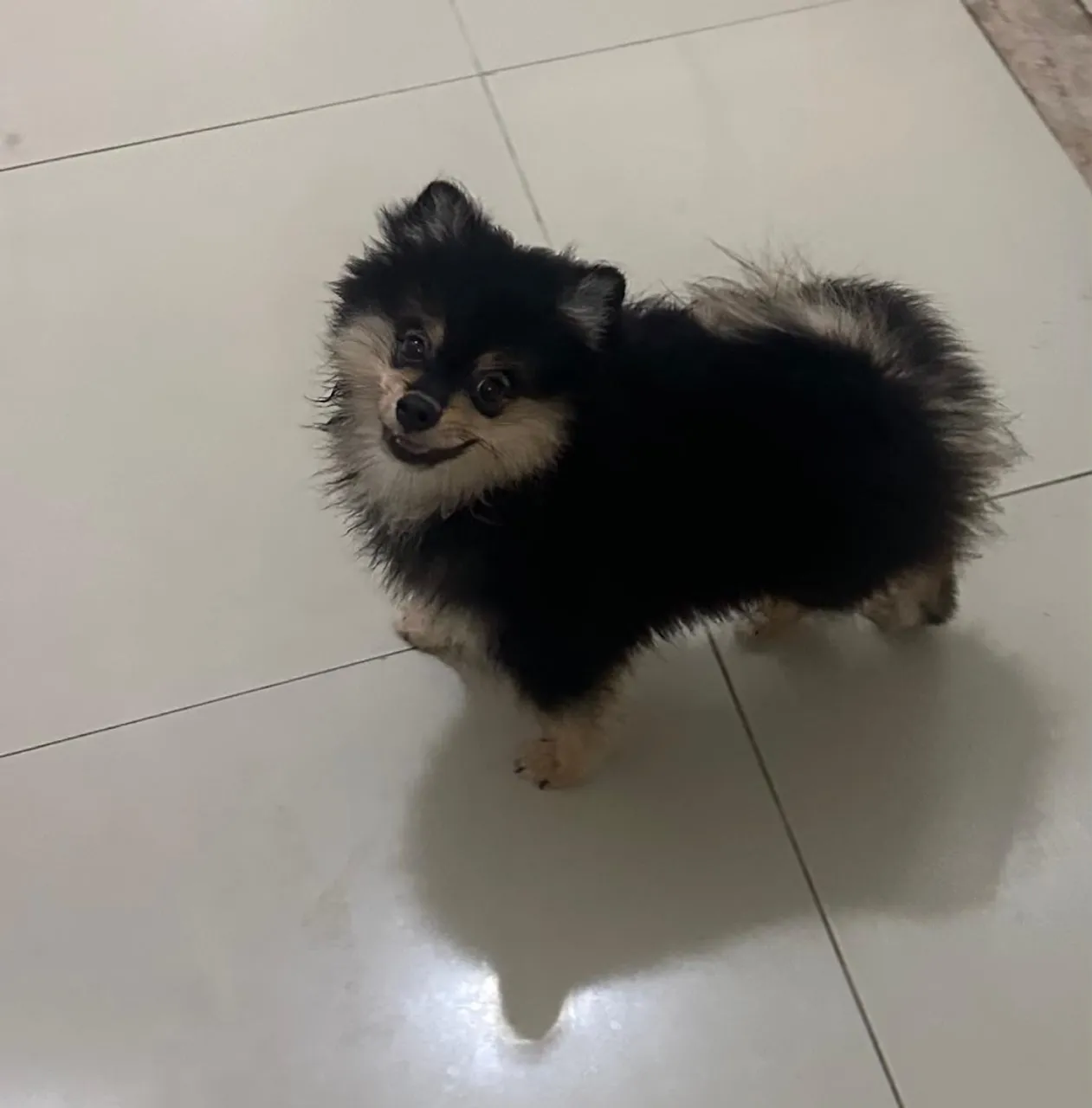 Filhote de Spitz Alemão Macho