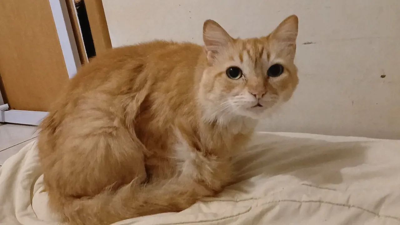 Gatos de Pequeno Porte