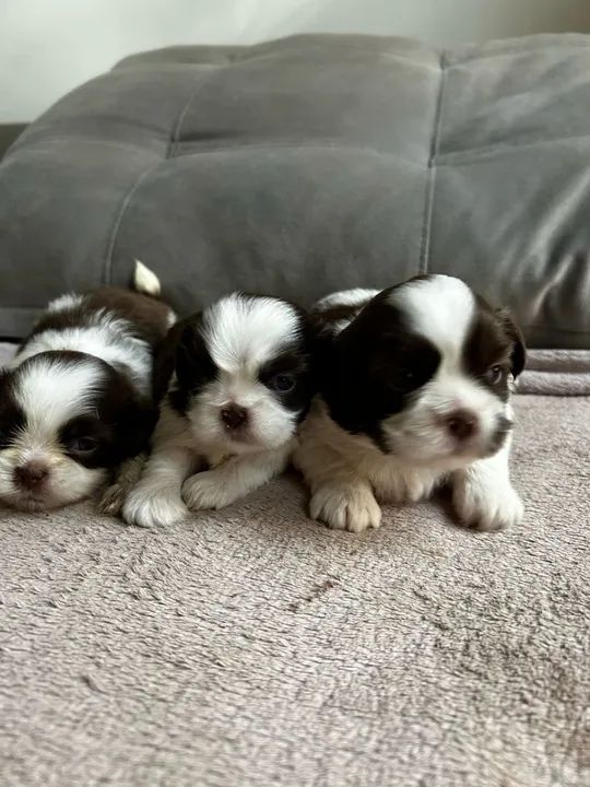  filhotes Shih Tzu - Foto 3
