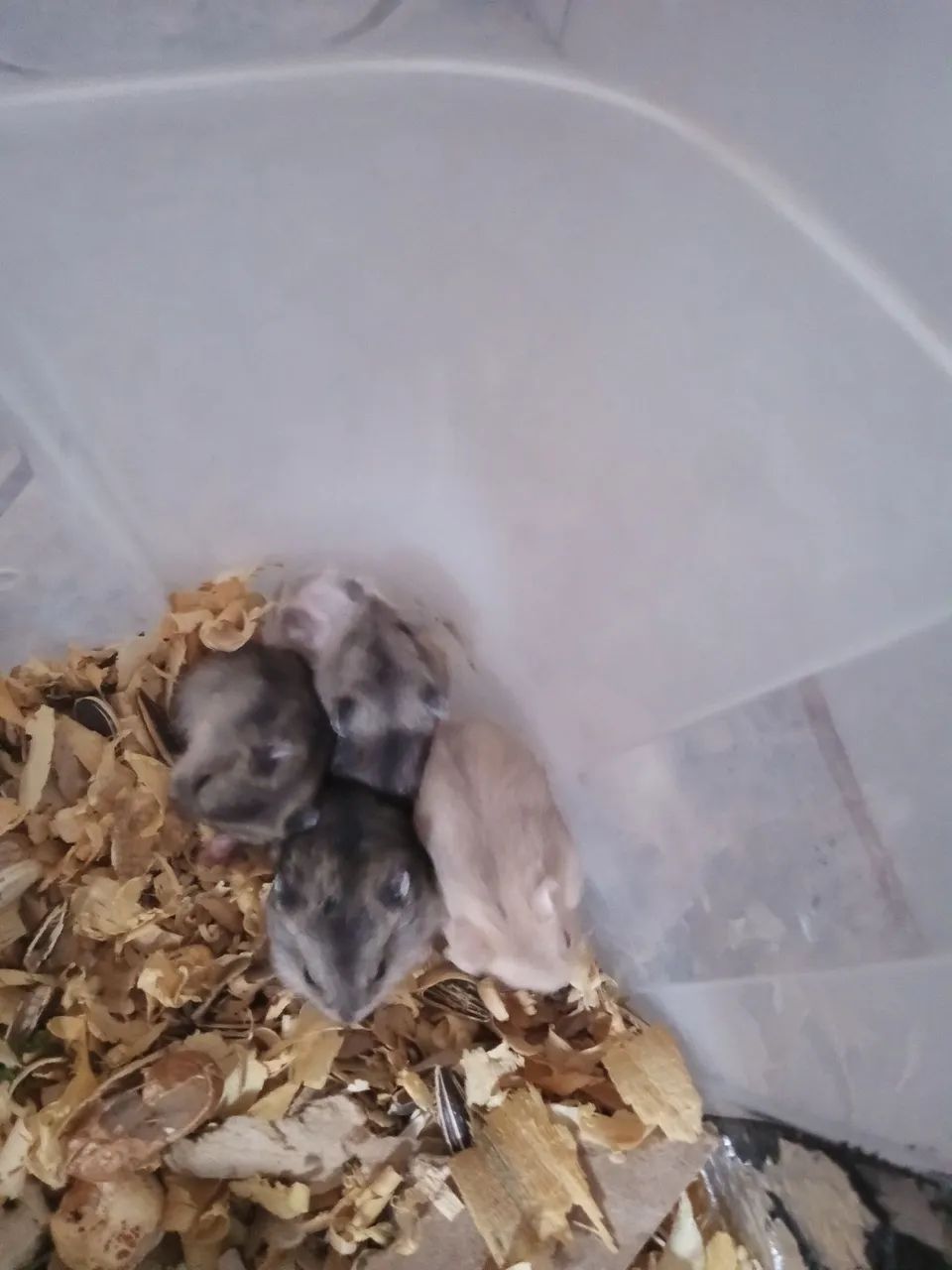 Hamster anão russo  - Foto 5