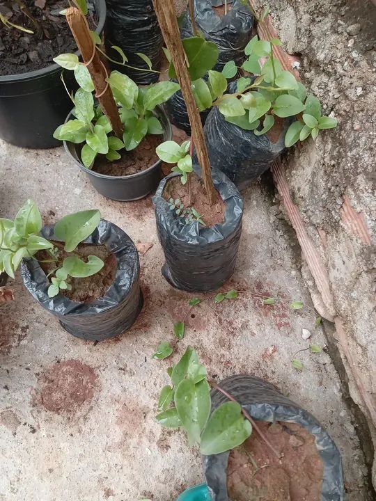 Mudas de Ora-pro-nóbis sem espinhos