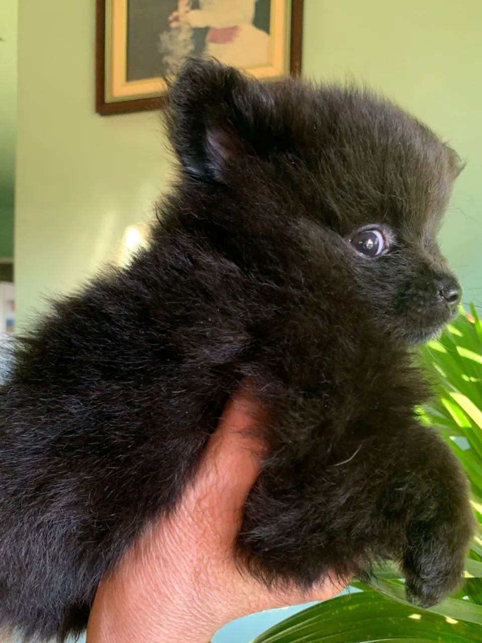 Filhote de Spitz Alemão Preto - Pelúcia!