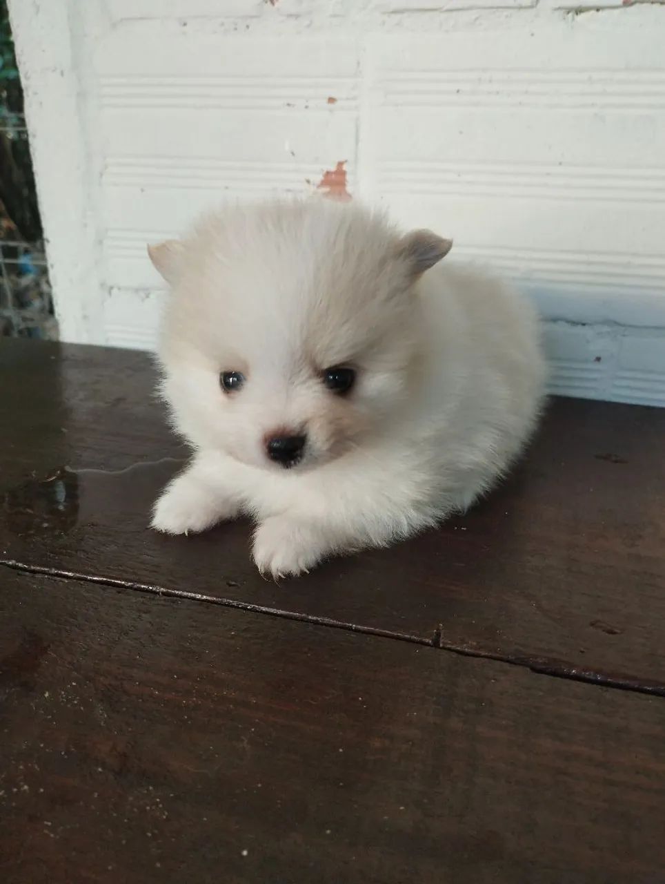 Lulu da Pomerânia Filhote (pais anões) - Foto 4