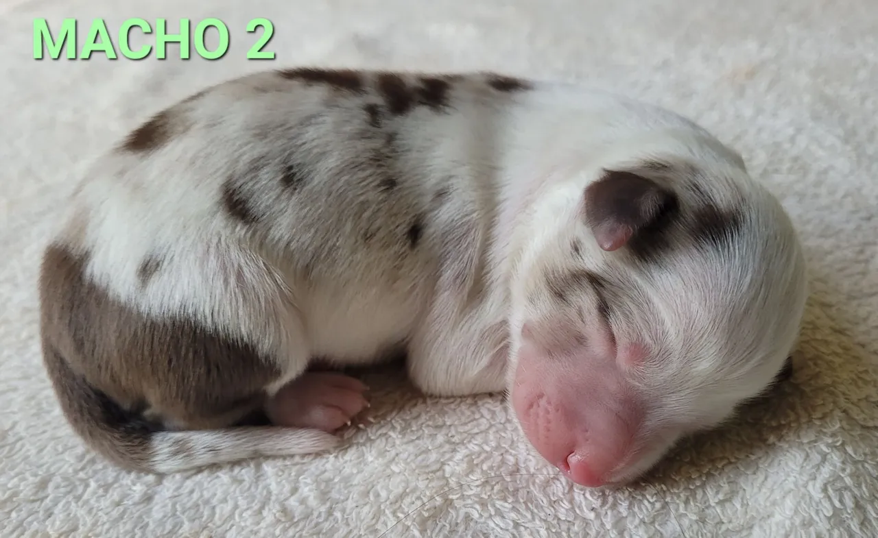 BORDER COLLIE COM PEDIGREE CBKC