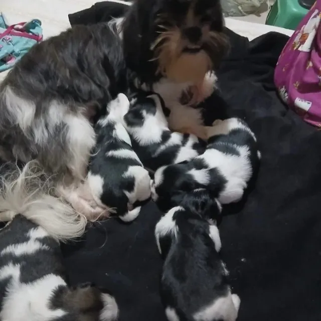Cachorro raça Shitzu