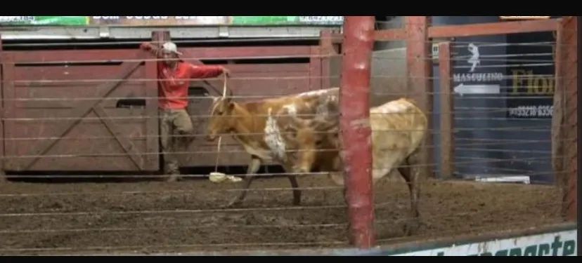 Gado curraleiro pé-duro legítimo  - Foto 2