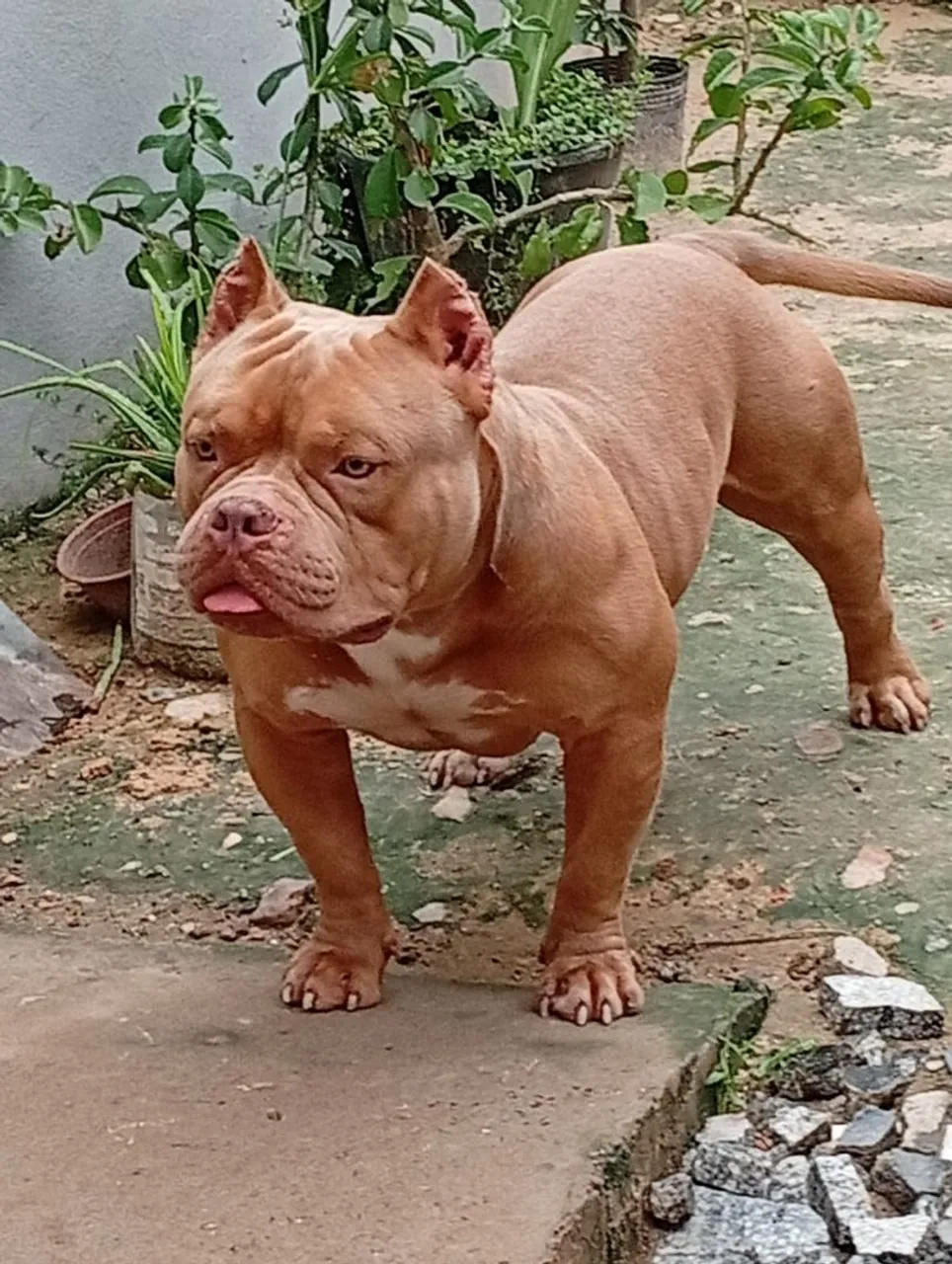 American Bully