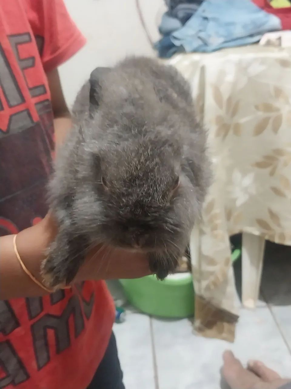 Vende_se Coelho - Foto 3