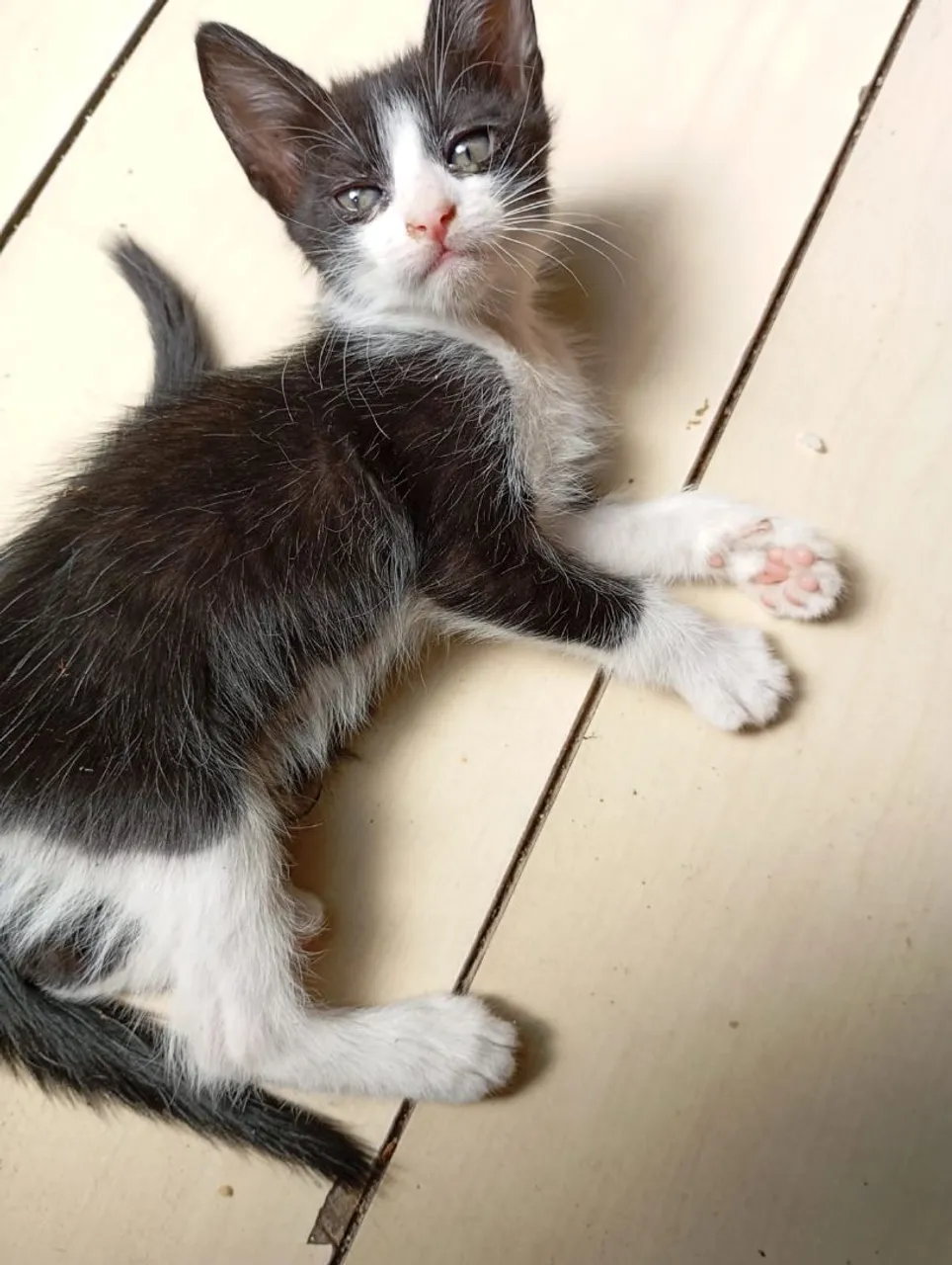 Gatinhos preto e branco disponível para adoção