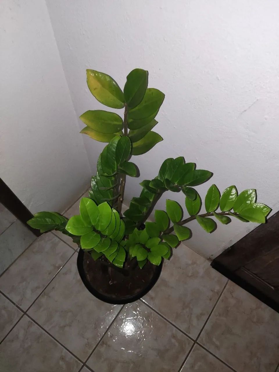Planta Zamioculcas Zamiifolia - Foto 6