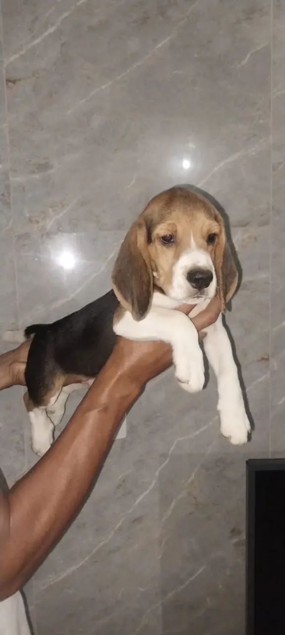 Filhotes de beagles  - Foto 4