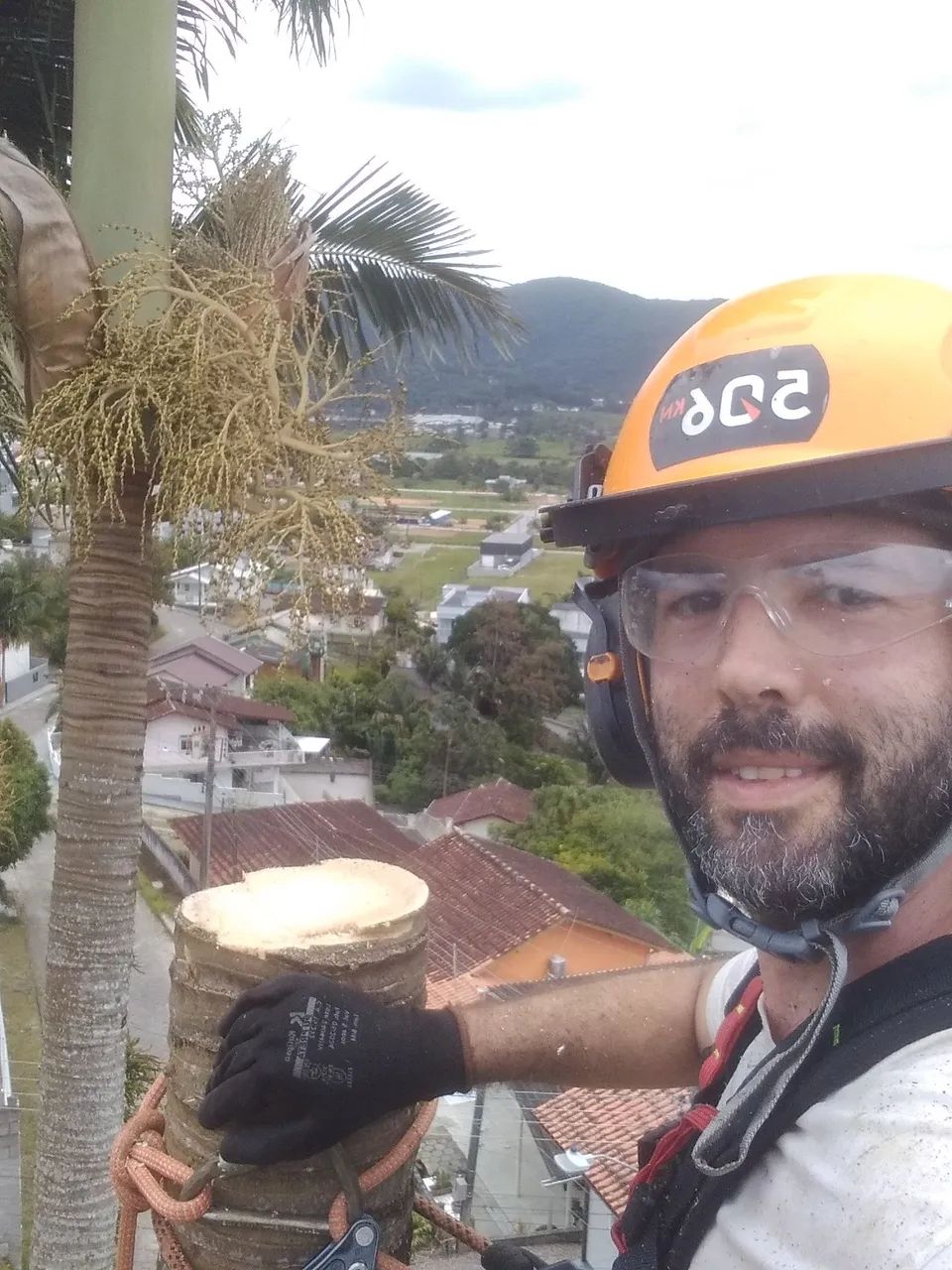 Corte e poda de Árvores Profissional Santo Amaro, Palhoça e região.  - Foto 5