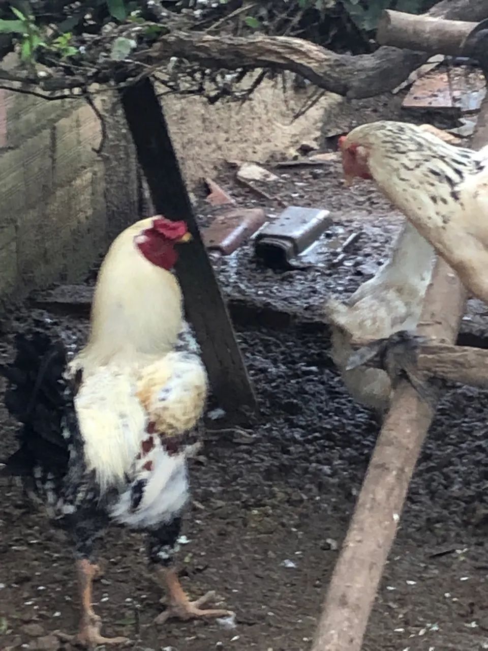 Galos 