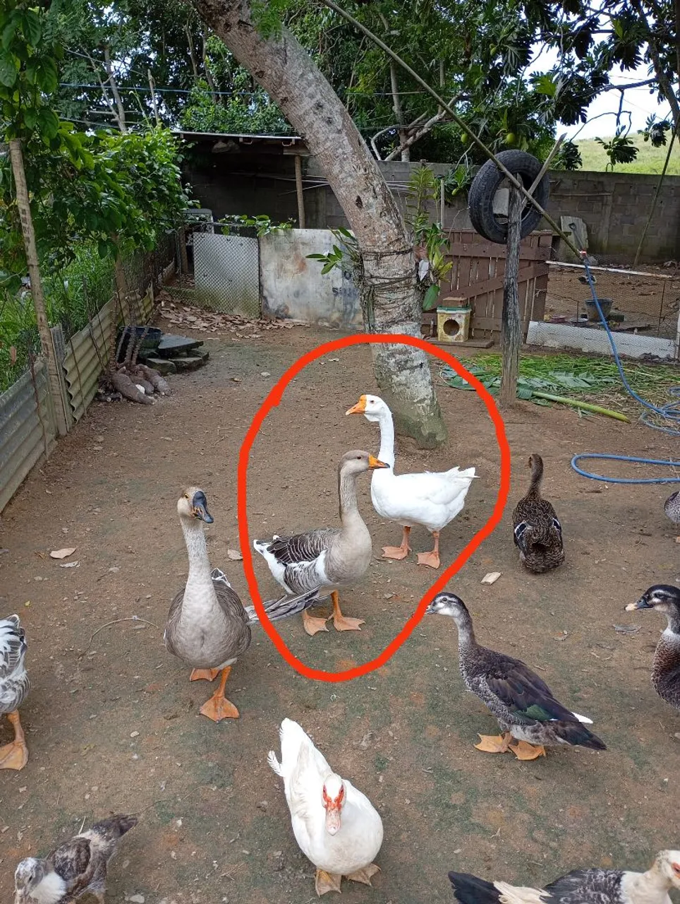 Casal de ganso africano de barbela 600,00