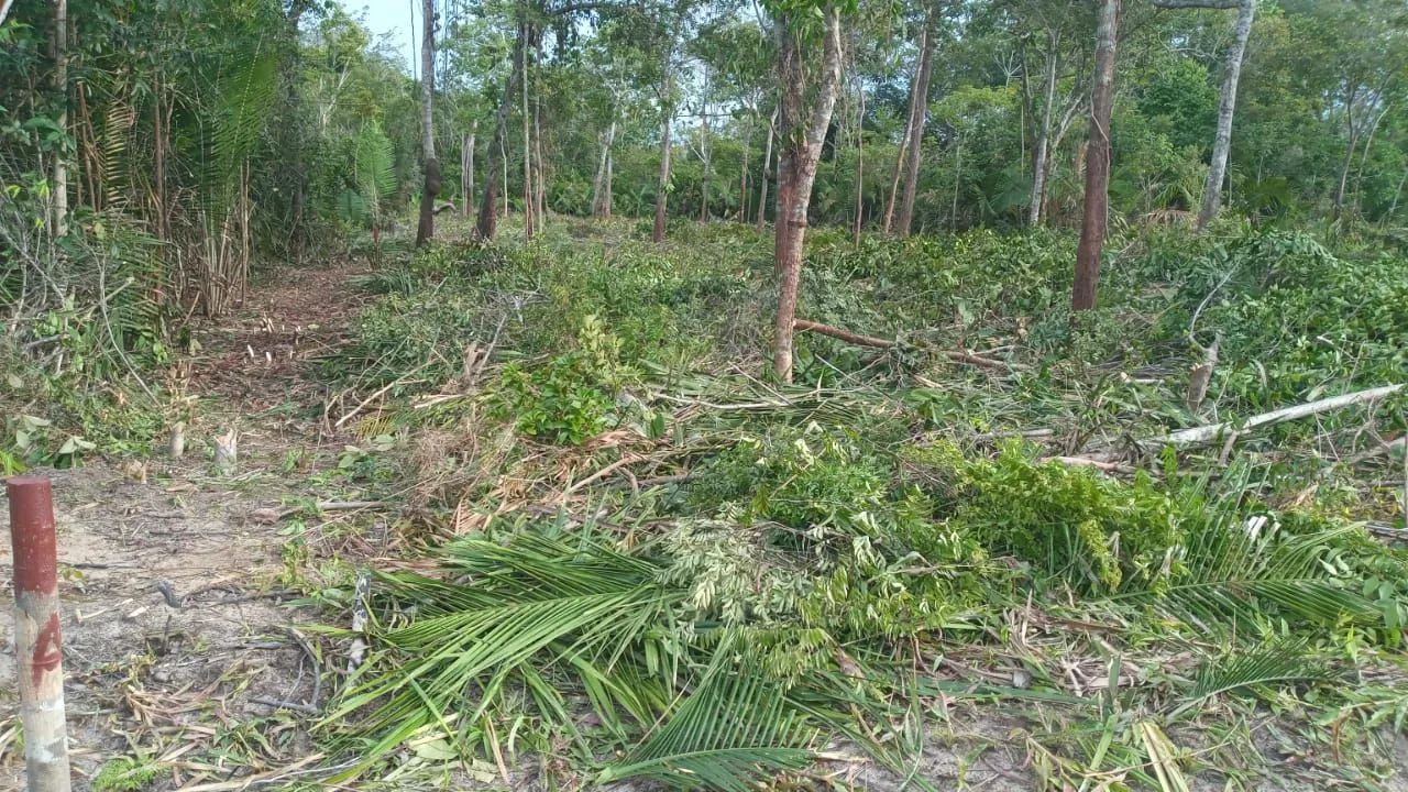 Limpeza de terrenos  - Foto 4