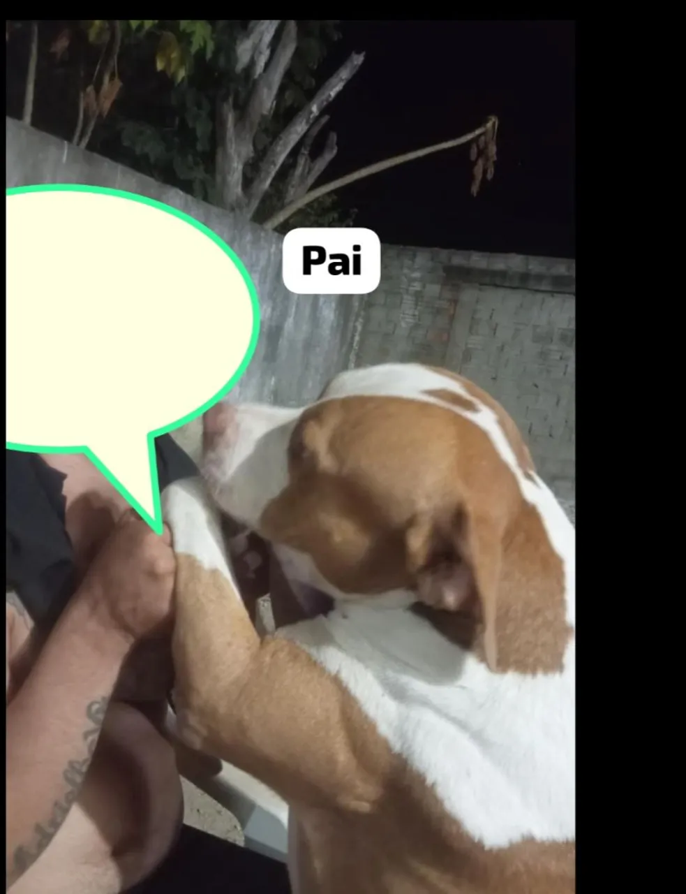 Filhote de Pitbull