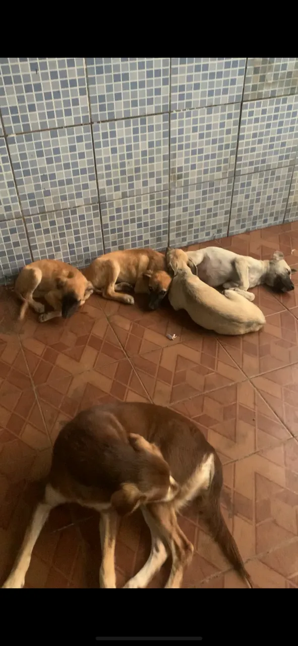 Adoção de lindos filhotes