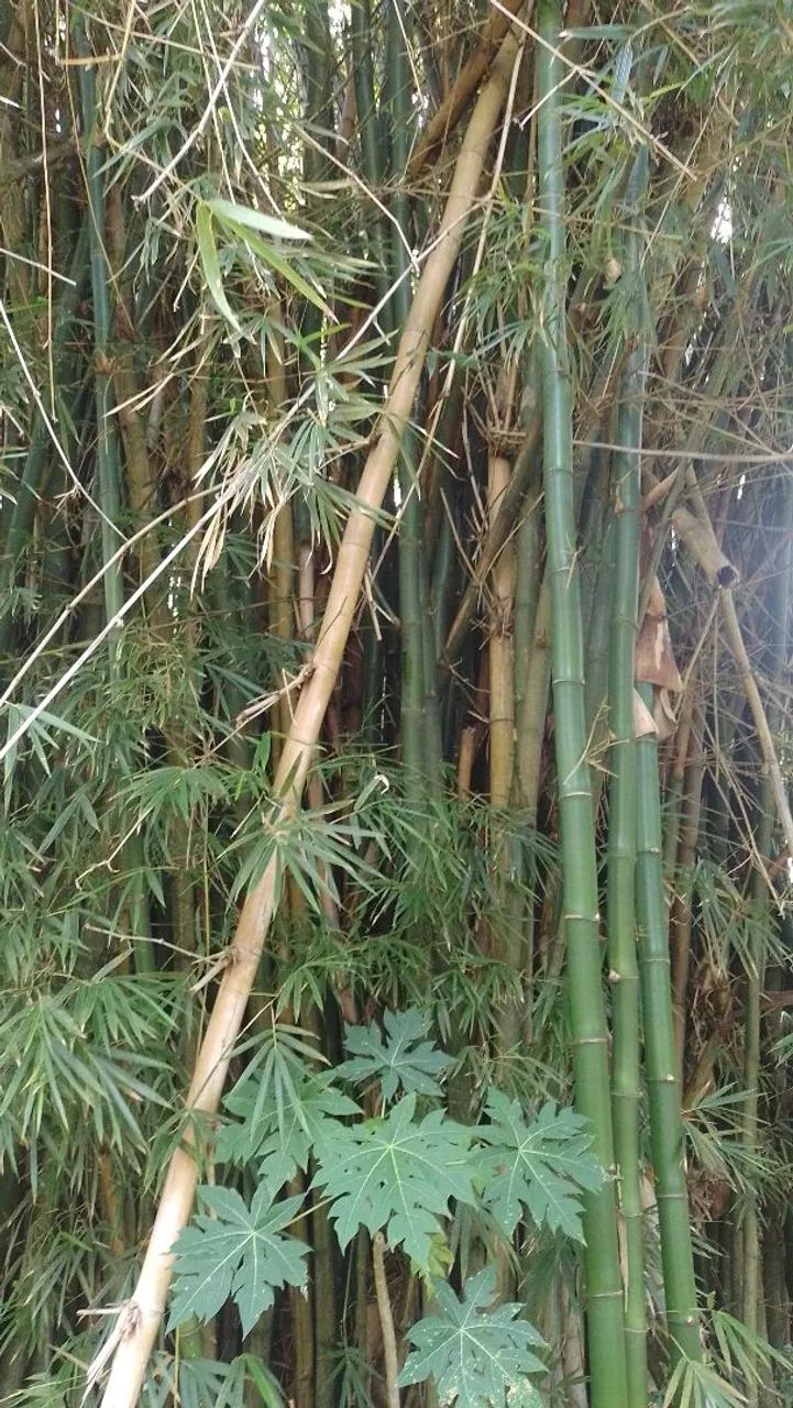 Doação de bambú  - Foto 2