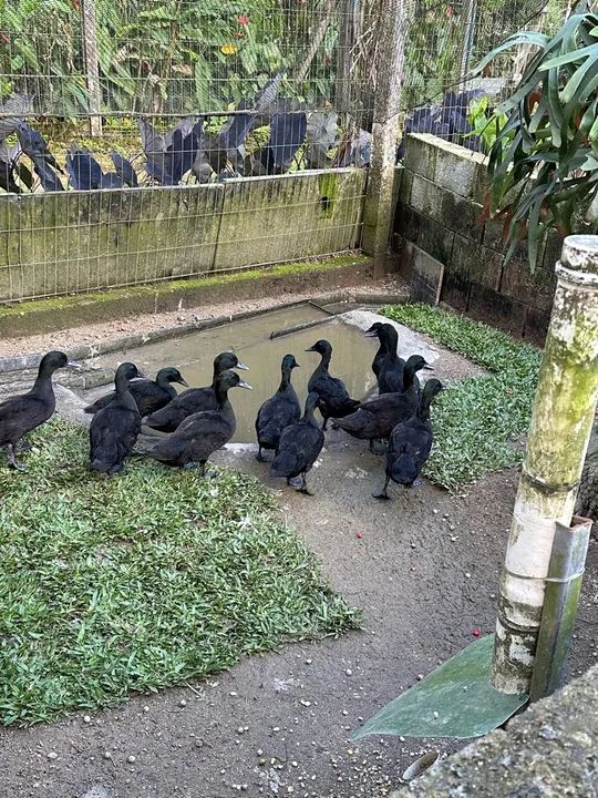 Vendo marrecos caiugua 