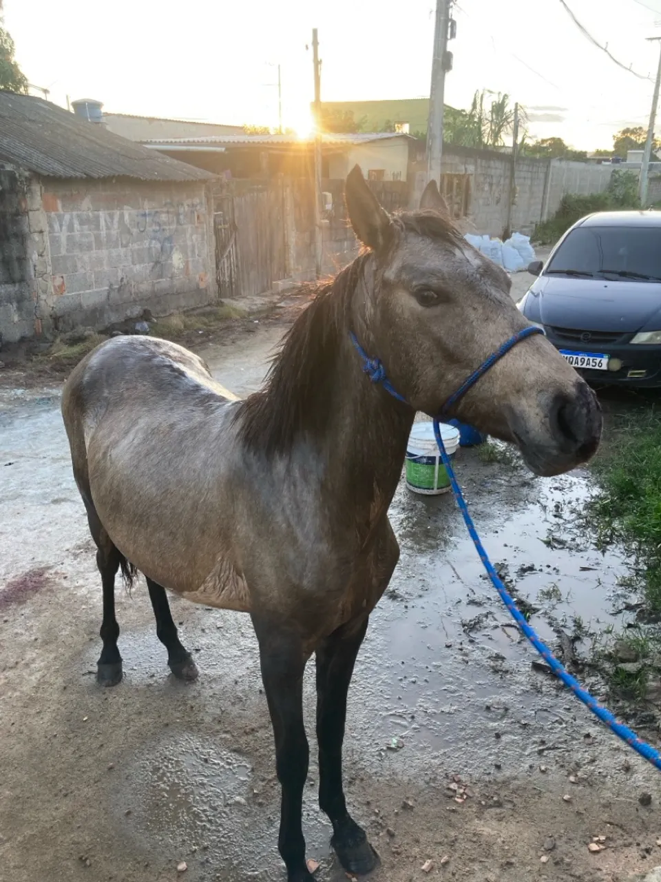 Vendo potra de 1ano e 6 meses
