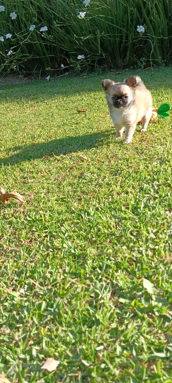 Lindos chihuahua pelo longo  - Foto 3