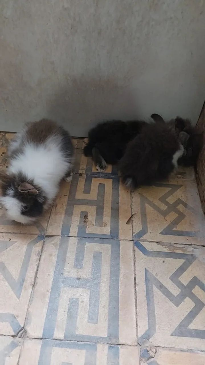 Mini Coelhos - Foto 3