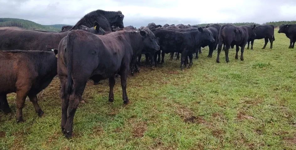 Novilhas Aberdeen Angus e Brangus, Vazias - Foto 2