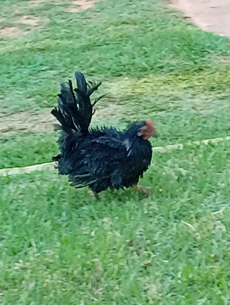 Galo preto com crista vermelha