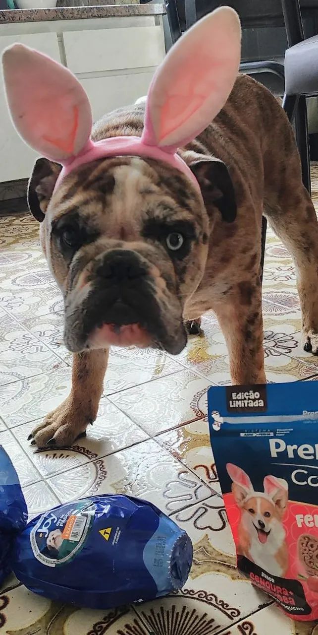Filhote de Bulldog Inglês (Adoção especial!) - Foto 4
