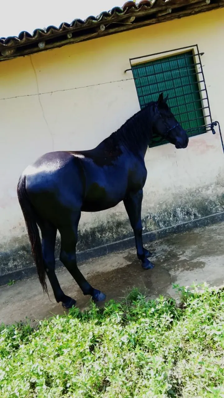 Cavalo